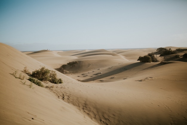 緑の茂みのある砂漠の砂丘の美しい景色 壁紙に最適 無料の写真