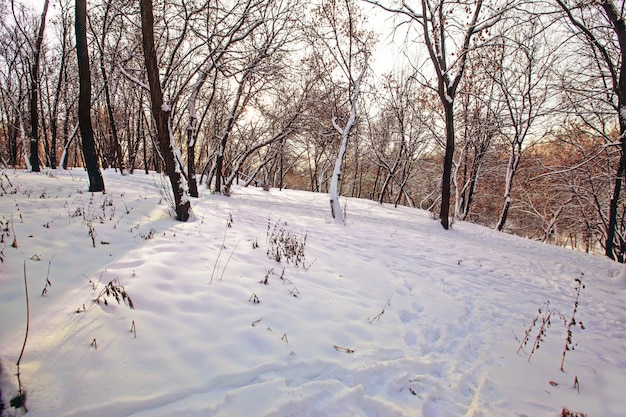 ロシアでキャプチャされた雪で覆われたフィールド上の木の美しい景色 無料の写真