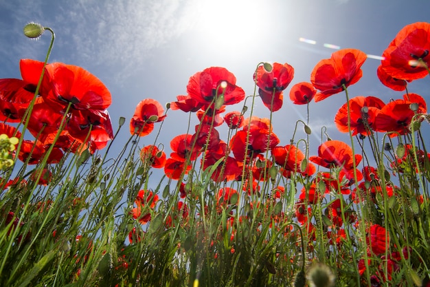 Premium Photo | Beautiful view of a red poppy flower field in spring.
