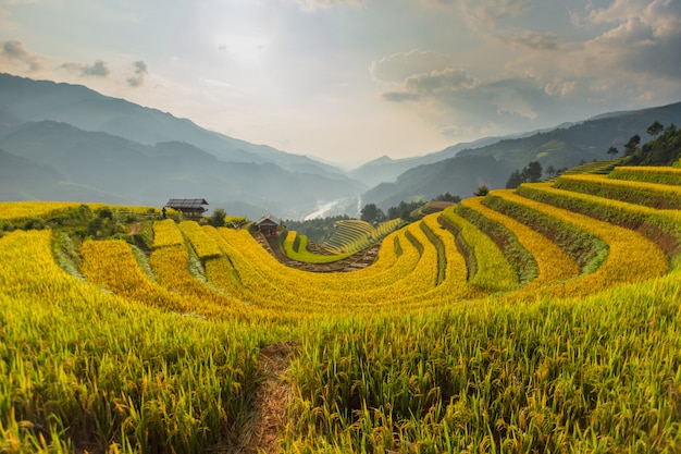 Beautiful view of rice terrace (doi mong ngua, diem chup lua view point) in mu cang chai, vietnam, farmer implant on high mountain. Premium Photo