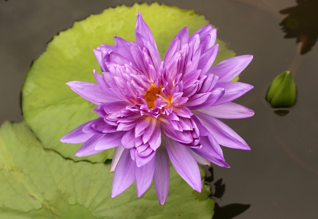 Premium Photo | Beautiful water lily and green leaves