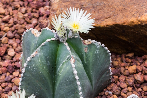 Premium Photo | Beautiful white cactus flower blooming