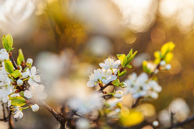 春の美しい白い桜桜の花 桜の木が咲く自然 インスピレーションを与える自然の花が咲く庭や公園 フラワーアートデザイン プレミアム写真
