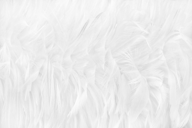 Premium Photo | Beautiful white feathers texture background.