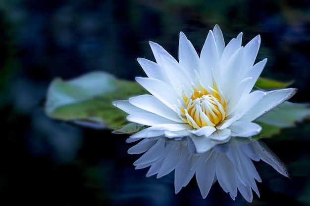A beautiful white lotus flower and leaf in pond. Premium Photo