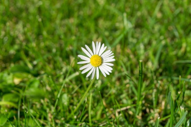 芝生のフィールドに美しい白い花びらのフランスギクの花 無料の写真
