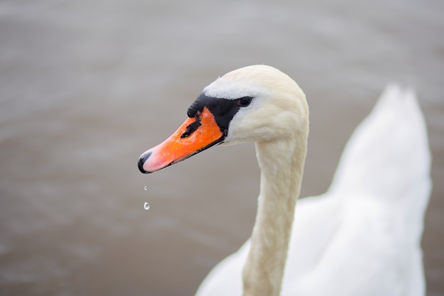 white swan float