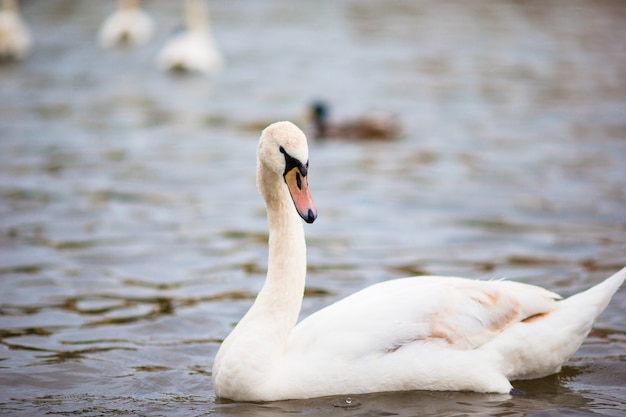 Premium Photo | Beautiful white swan in prague river vltava and charles ...
