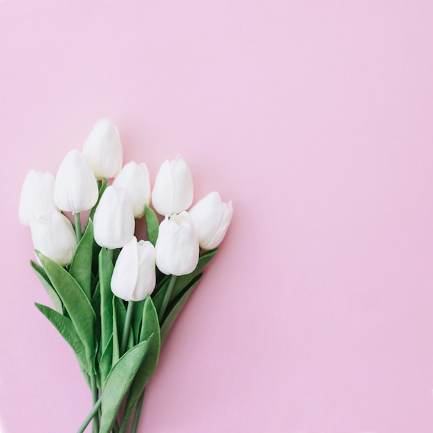 ピンクの背景に美しい白いチューリップの花束 無料の写真