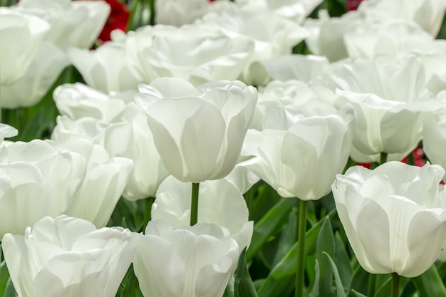 Premium Photo | Beautiful white tulips