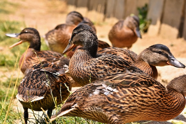 Free Photo | Beautiful wild ducks at the pond. wildlife on a sunny ...