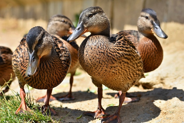 Free Photo | Beautiful wild ducks at the pond. wildlife on a sunny ...