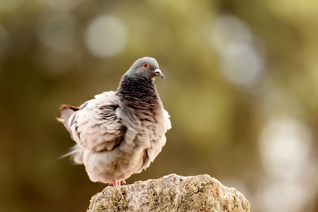 Beautiful wild pigeon Premium Photo