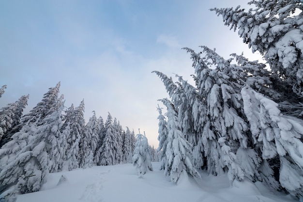 Premium Photo | Beautiful winter landscape. dense mountain forest with ...