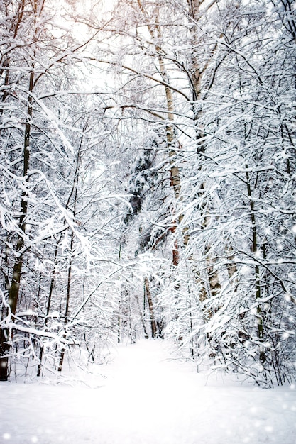 Beautiful winter landscape with snow covered trees