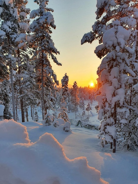 Premium Photo | Beautiful winter trees in a frosty forest