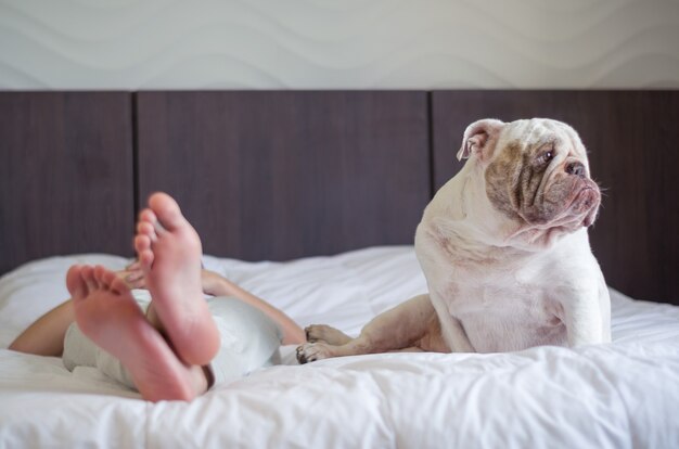 英語のブルドッグの子犬と一緒にベッドで寝ている美しい女性 足だけ プレミアム写真