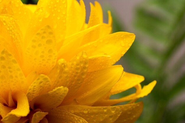 Premium Photo Beautiful Yellow Flower Rudbeckia Golden Ball Close Up