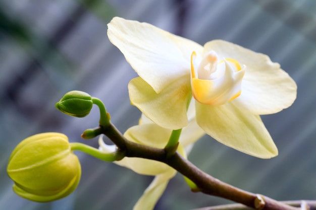 Premium Photo Beautiful Yellow Orchid Flowers