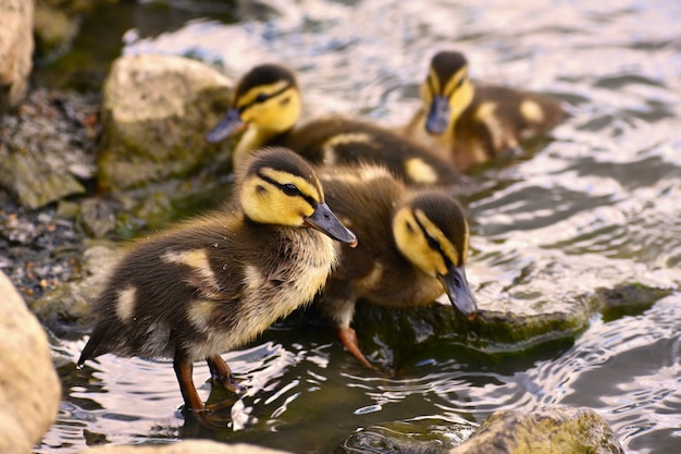 Beautiful Young Duck On The Surface Of A Pond Wildlife On A Sunny