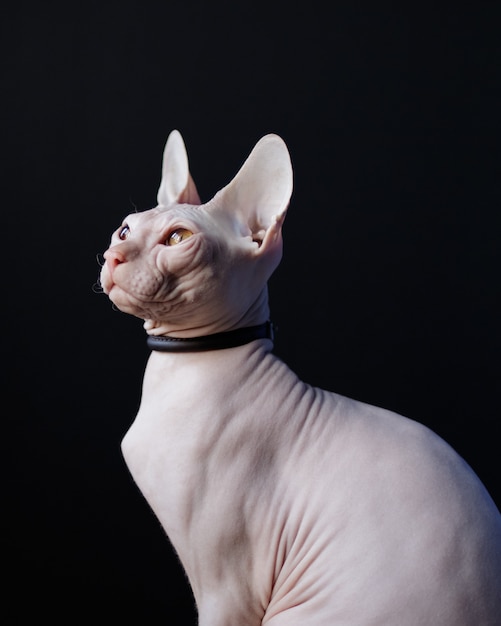 sphynx collars