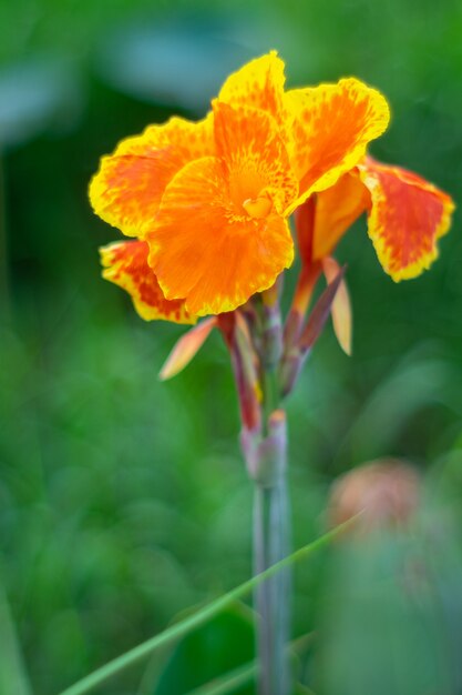 トロピカルガーデンの美しさカンナリリー花 プレミアム写真