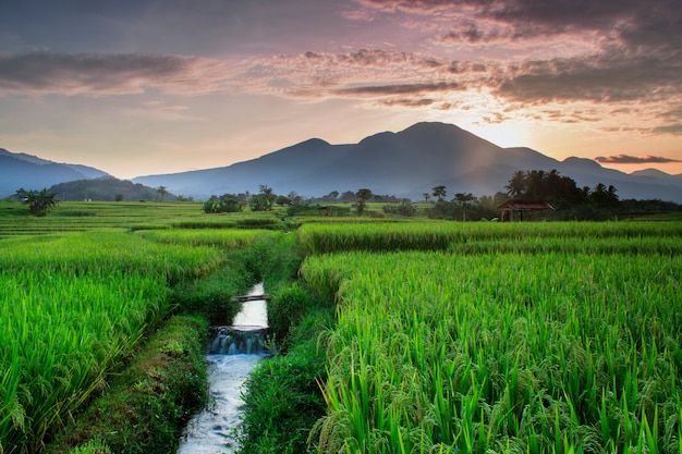 Premium Photo | The beauty of rice fields in the morning with the green ...