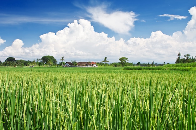 Premium Photo | Beauty rice terrace