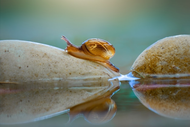 Premium Photo | Beauty snail on rock and water