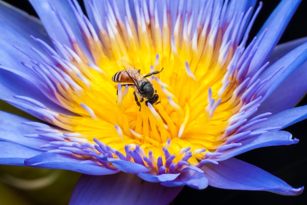 Premium Photo Bee On Beautiful Lotus Flower 4622