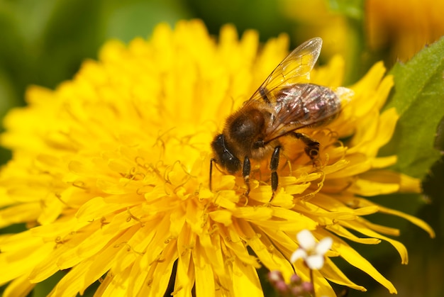 Premium Photo | A bee collects nectar on a dandelion