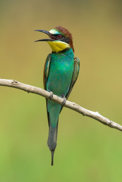 Premium Photo | Bee-eater on a branch