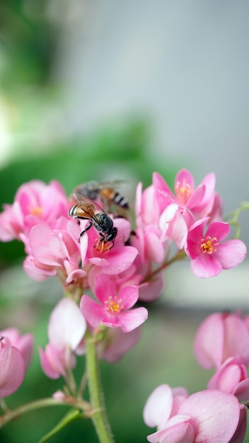 ピンクのメキシコのツタの花の蜜ジュースを食べる蜂 プレミアム写真