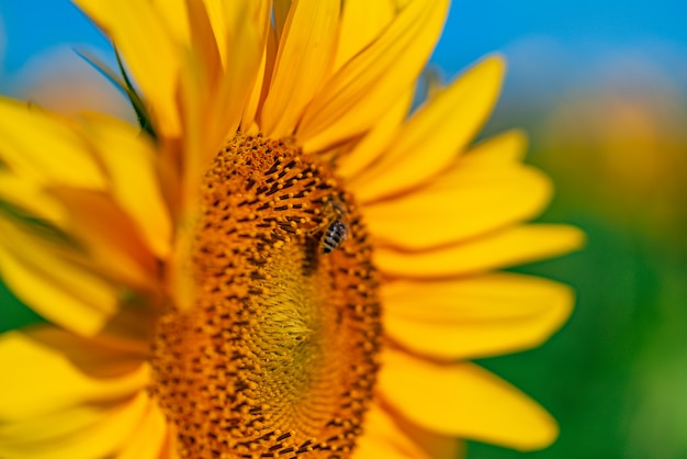 蜂はフィールドで夏にひまわりの花を受粉します プレミアム写真