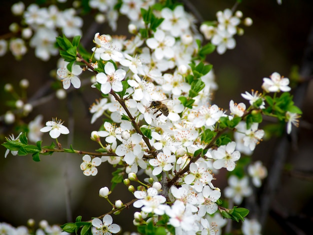 Bee pollinates flowers in the spring. a bee flying around the almond blossom. Premium Photo
