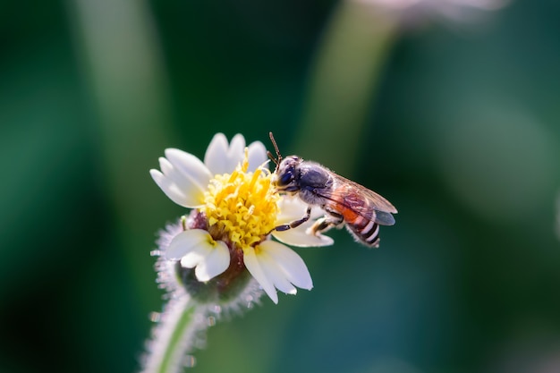 Premium Photo | Bee on the white flower