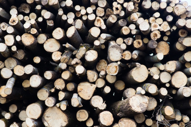 Premium Photo | Beech logs, national park, forest lumber. wood material