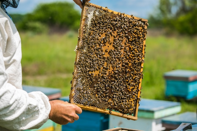 Premium Photo | Beekeeper consider bees in honeycombs with a magnifying ...