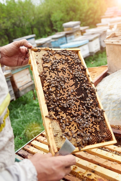 Premium Photo Beekeeper Holding A Frame With Honeycombs And Bees