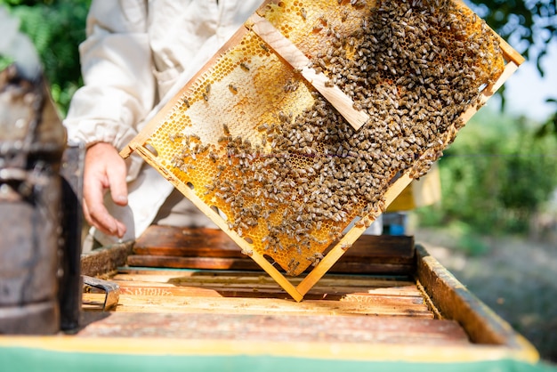 Premium Photo | The beekeeper opens the hive, the bees checks, checks ...