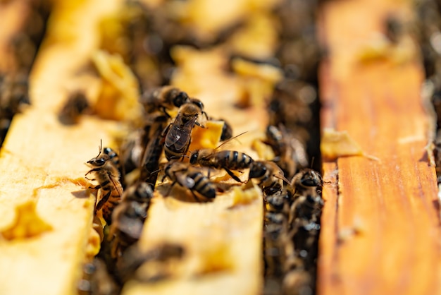 Premium Photo | Bees bring honey to their beehives in warm weather all day