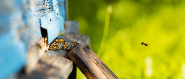 Premium Photo | Bees Flying Around Beehive. Honey Bees Swarming And ...