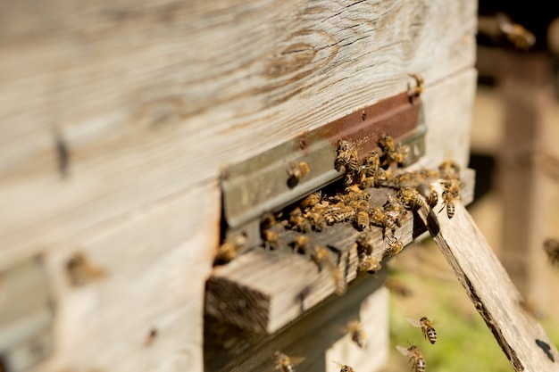 Premium Photo | Bees returning to bee hive and entering beehive with ...