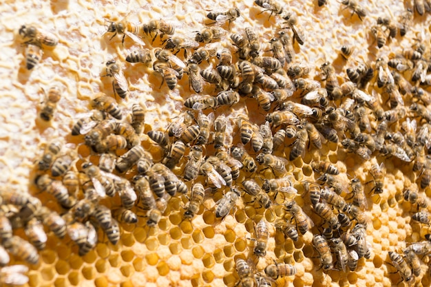 Premium Photo | Bees seal the honey in the comb.