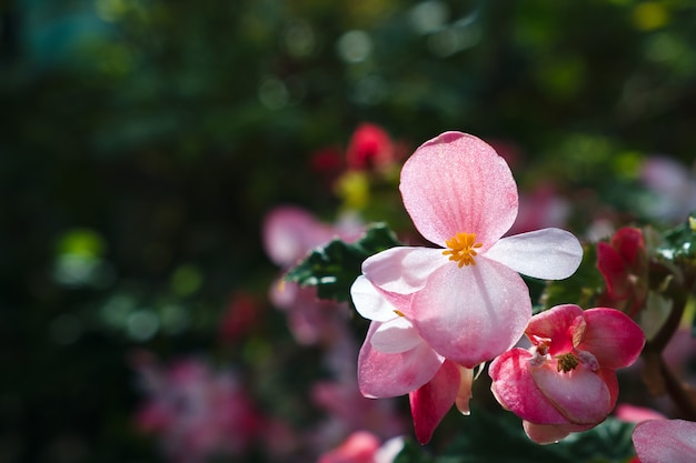 Premium Photo | Begonia flowers in the foreground on a background of ...