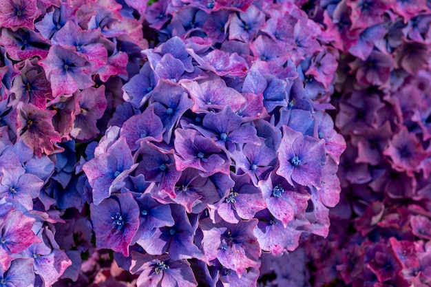 アイルランドのベゴニアの花 プレミアム写真