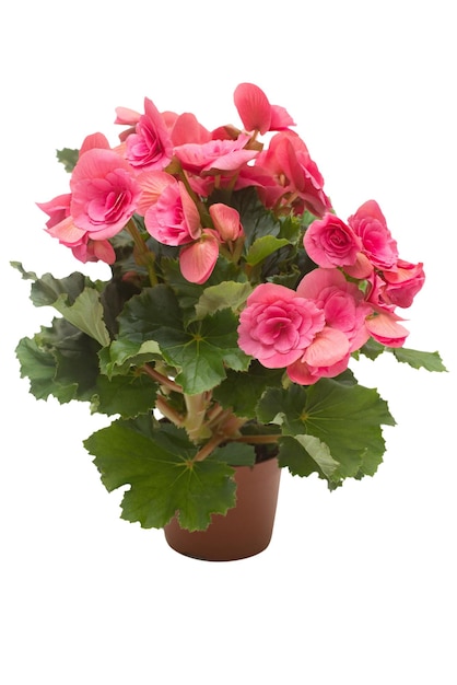 Premium Photo | Begonia pink flowers in a pot isolated on white ...