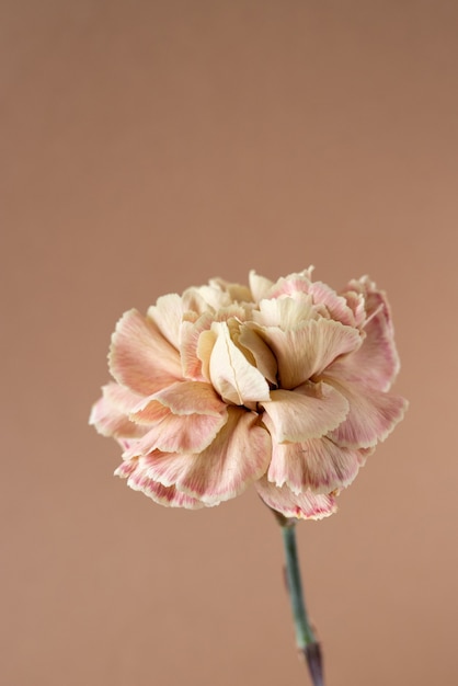 Premium Photo | Beige carnation isolated on brown background minimalistic