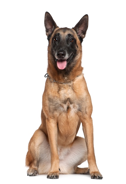 Premium Photo | Belgian shepherd dog, 20 years old, sitting in front of ...