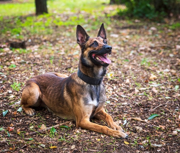 Jenis anjing Belgian Malinois